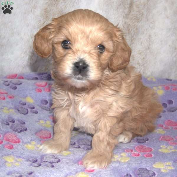 Noble, Cavapoo Puppy
